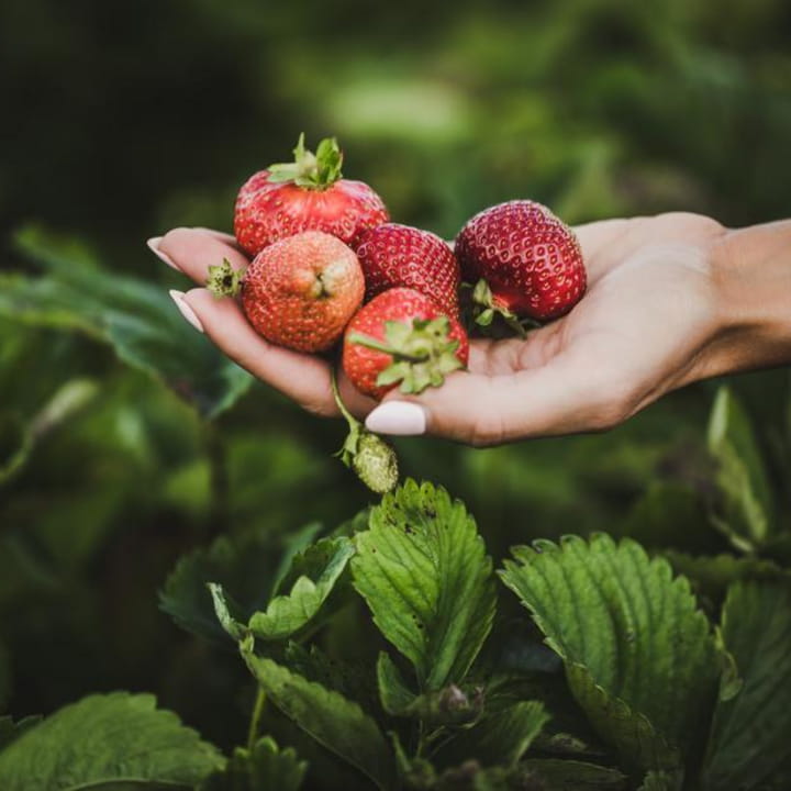 fruits